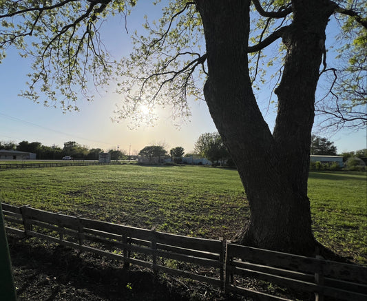 Large tree in a field with a fence and vehicles in the background