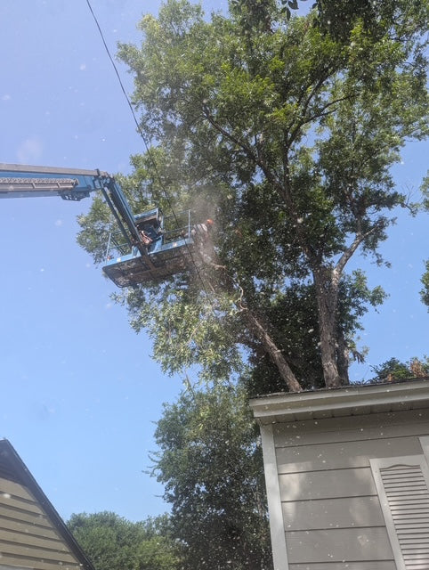 85 foot Texas Pecan removal with 70 foot boom aerial platform completion time 1 day no limb drop tight quarters area traversed with power and telecommunication lines