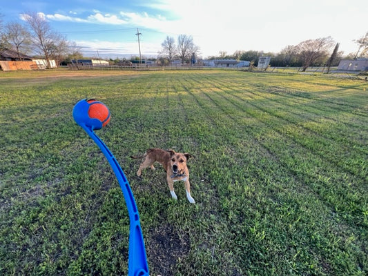 Pooch Play Time