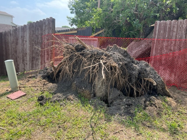 Large tree storm damaged and fallen with stump uprooted in a backyard and a temporary safety fence established for pet retention during removal.