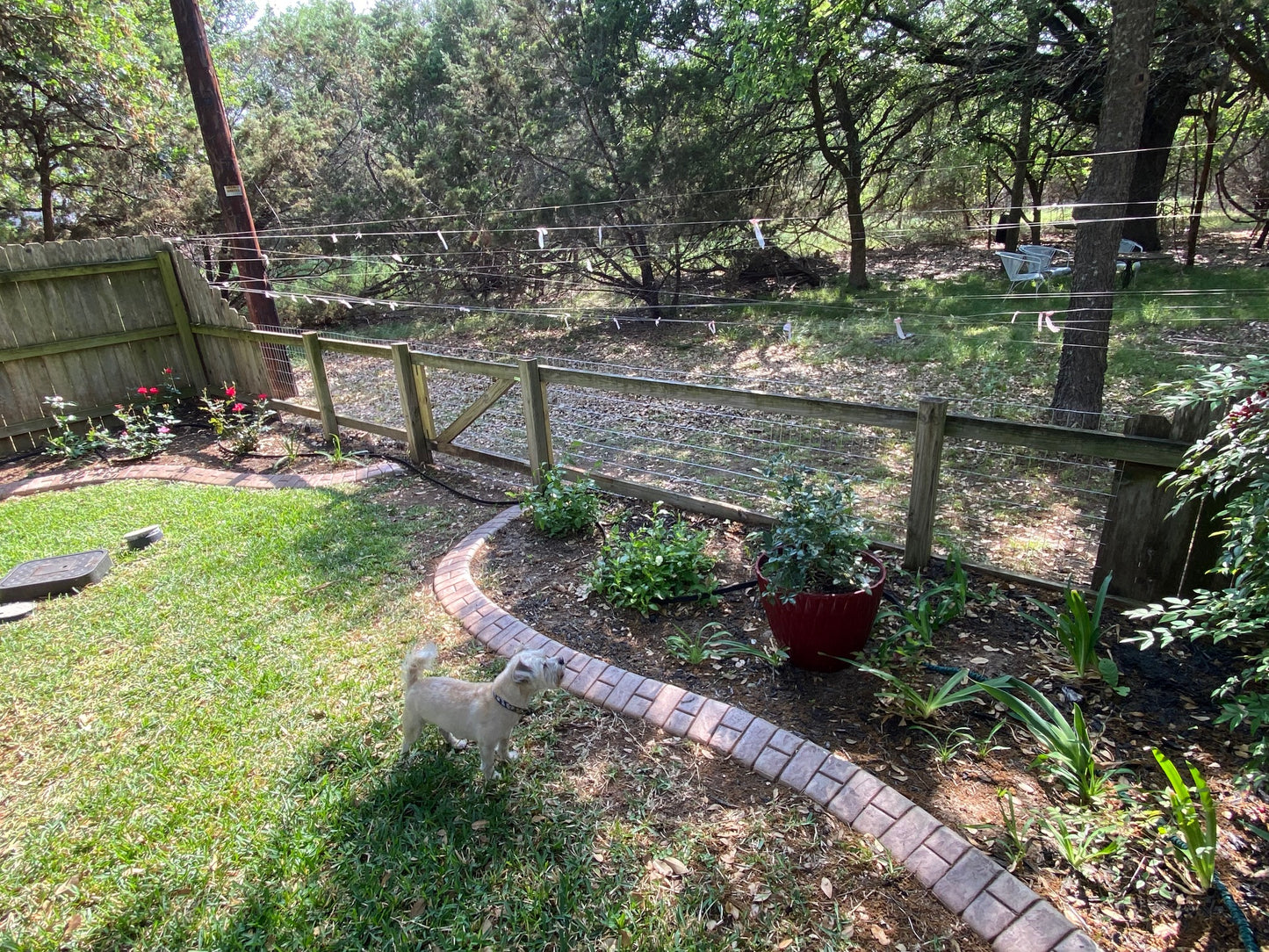 Backyard with a small white dog, garden beds, and wooden fence. Half fence changed from four foot privacy to wire mess for pet viewing purpose.