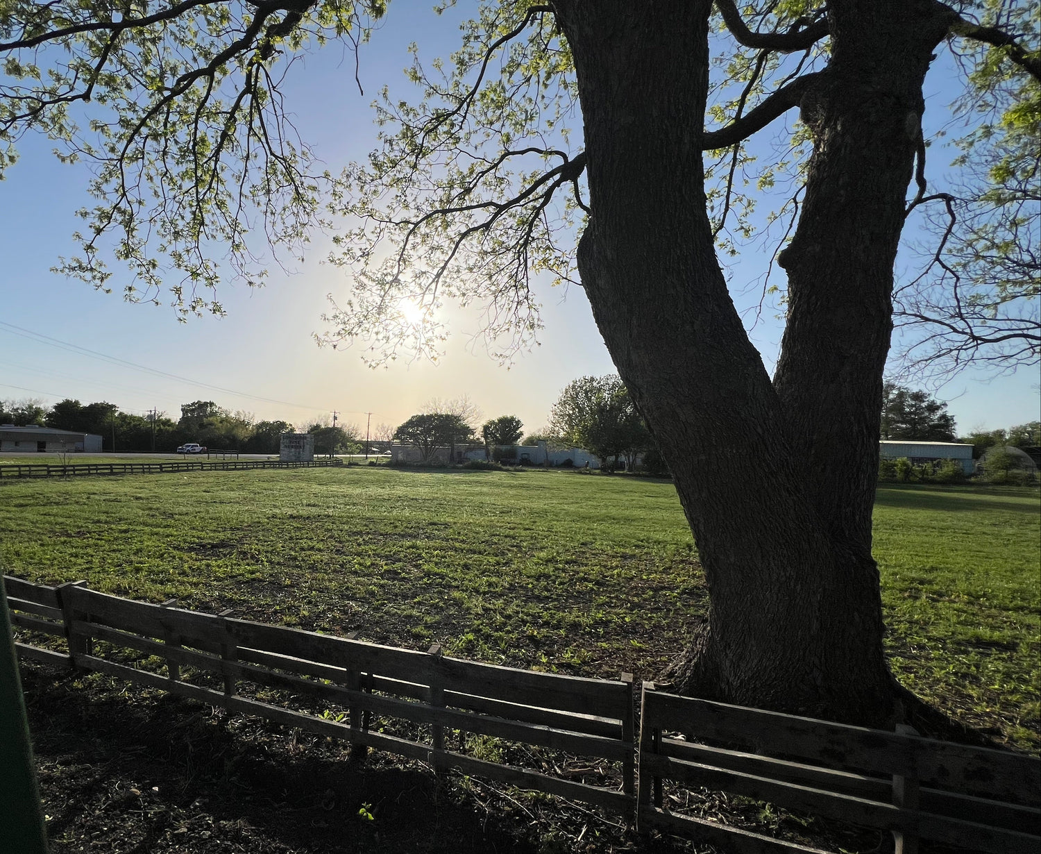 Large tree in a field with a fence and vehicles in the background