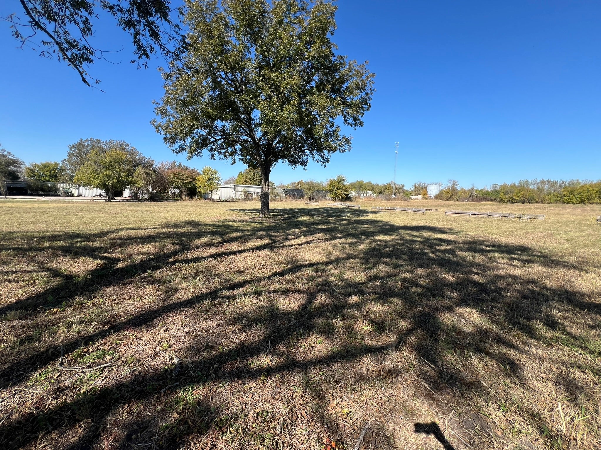 Large pecan tree in a grassy field with clear blue sky
